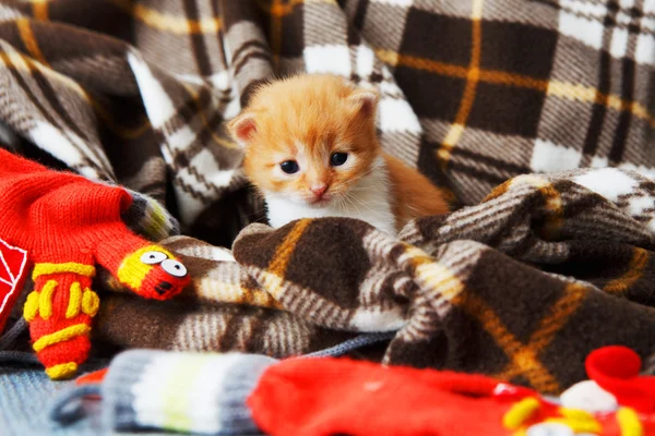 Gatinho recém-nascido laranja vermelho em um cobertor xadrez — Fotografia de Stock