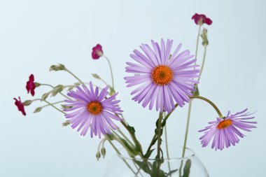 Aster amellus çiçek buketi portre