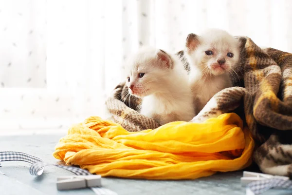 Bílá novorozených koťat v kostkované dece — Stock fotografie