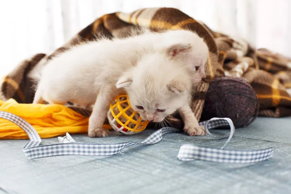 Gatitos blancos recién nacidos en una manta a cuadros — Foto de Stock