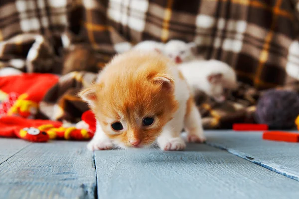 Red orange newborn kitten in a plaid blanket — Stock Photo, Image