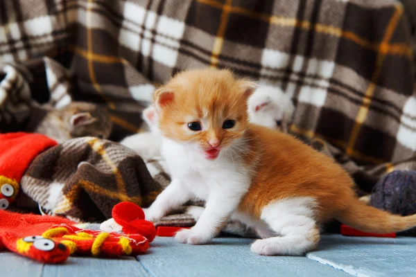 Gatito recién nacido rojo anaranjado en una manta a cuadros — Foto de Stock