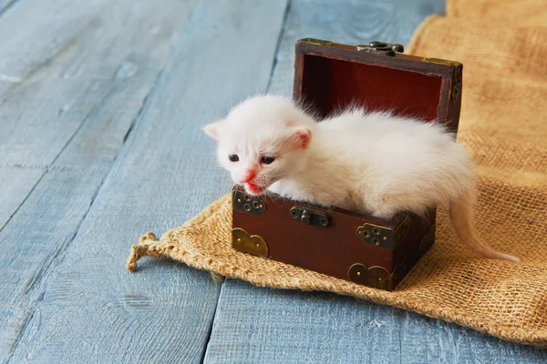 Lindo gatito blanco diminuto en caja de joyas . — Foto de Stock