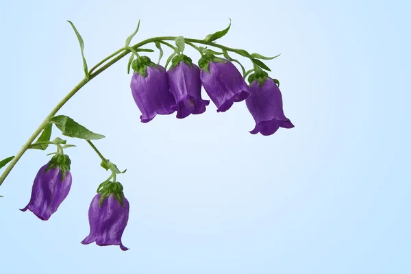 カンパニュラ ベルフラワーの花クローズ アップ — ストック写真