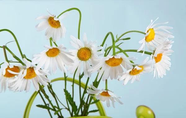 Beautiful daisies bouquet in green watering can — Stock Photo, Image