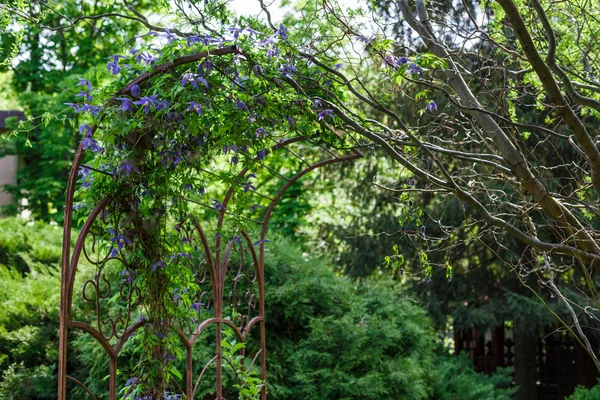 Aménagement paysager, sapins à feuilles persistantes et fleurs — Photo