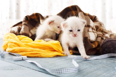 Ekose battaniye içinde beyaz Newborn yavru kedi