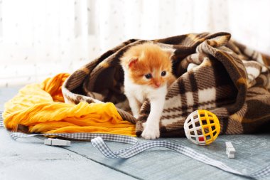 Ekose battaniye de kırmızı turuncu yeni doğan kedi