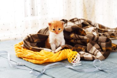 Ekose battaniye de kırmızı turuncu yeni doğan kedi