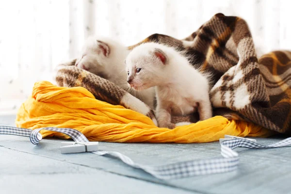 Gatitos blancos recién nacidos en una manta a cuadros —  Fotos de Stock