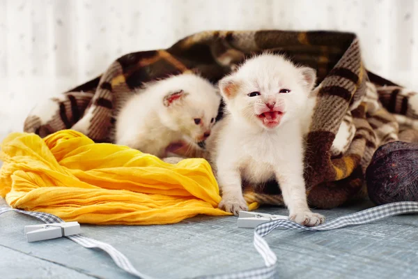 Gatitos blancos recién nacidos en una manta a cuadros —  Fotos de Stock