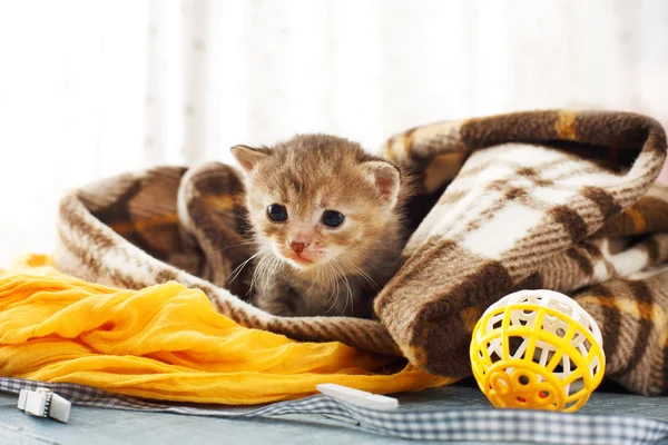 Gatito de rayas grises recién nacido en una manta a cuadros —  Fotos de Stock