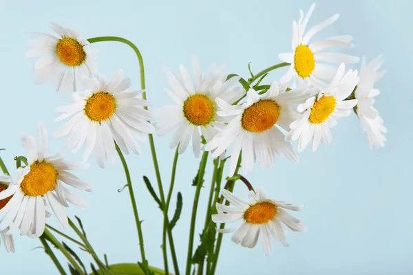 Beautiful daisies bouquet at blue background — Stock Photo, Image