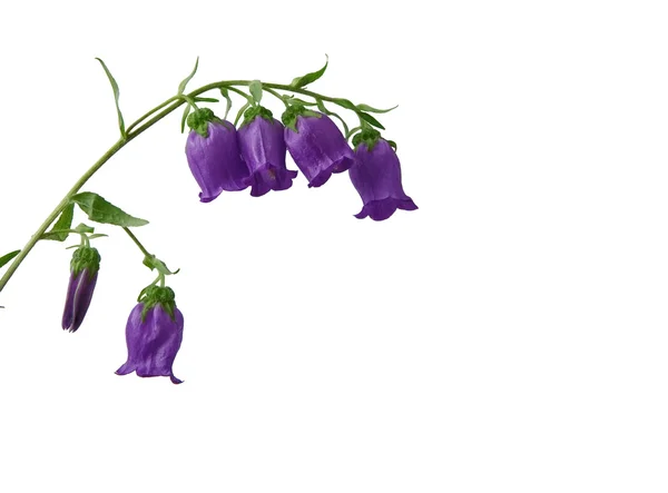 Дзвоники, bellflower квітка крупним планом — стокове фото