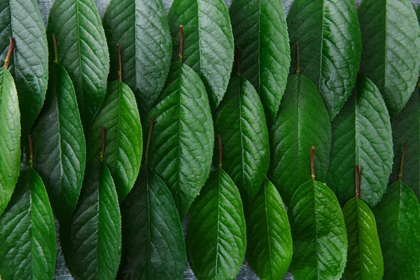 Green fresh leaves of cherry tree pattern background — Stock Photo, Image