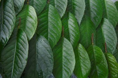 Kiraz ağacı desen arka plan yeşil taze yaprakları