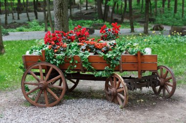 Arabayı park kırmızı kırmızı Sardunya çiçekli