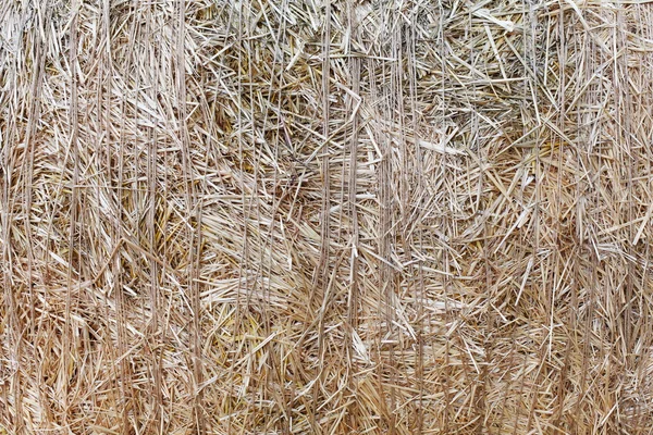 Textura de primer plano de paja seca. Contexto agrícola — Foto de Stock