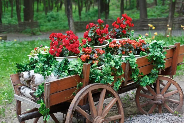 Wózek z szkarłat czerwony geranium kwiaty w parku — Zdjęcie stockowe