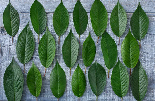 Hojas verdes frescas de fondo patrón de cerezo — Foto de Stock