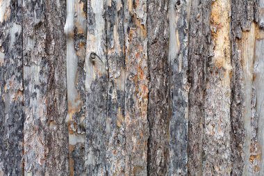 Doğal ağaç kabuğu tahta doku arka plan