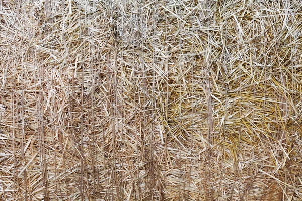 Textura de primer plano de paja seca. Contexto agrícola — Foto de Stock