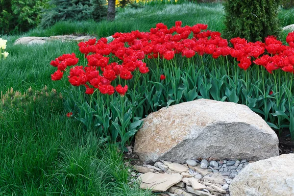 Όμορφη scarlet red τουλίπες closeup παρτέρι. Λουλούδι φόντο — Φωτογραφία Αρχείου