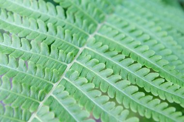 Taze yeşil fern closeup doku arka plan yaprak