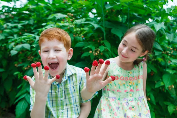 Gelukkige kinderen eten framboos uit de vingers in de zomertuin — Stockfoto