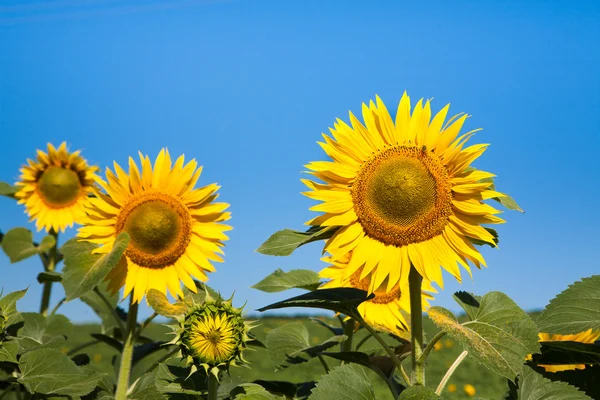 Sunflower at blue sky background, agricultural oil farming