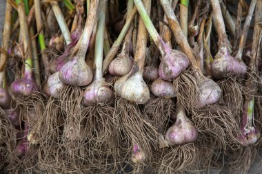 Organik sarımsak ekolojik çiftlikte rustik ahşap üzerine toplandı.