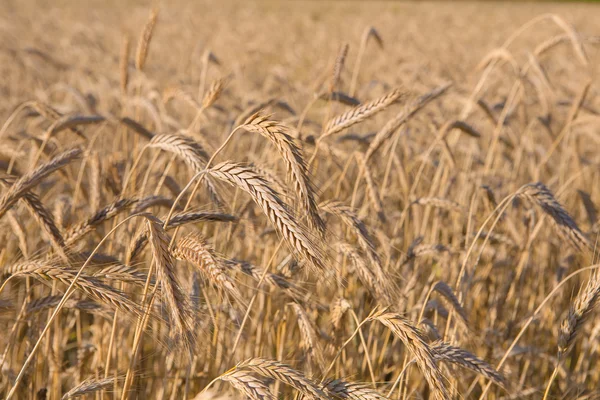Złote pole pszenicy, żniwa i rolnictwo — Zdjęcie stockowe