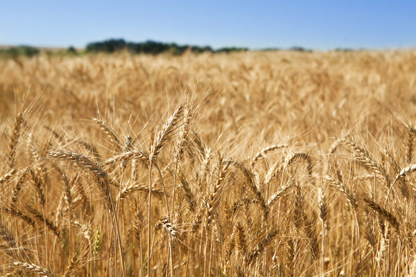 Golden wheat field, harvest and farming