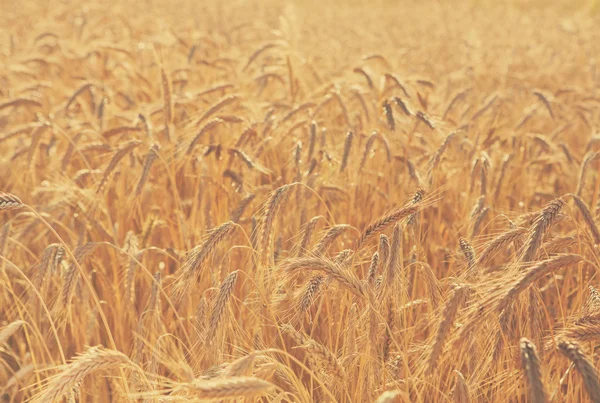 Pole pszenicy złotej, zbiorów i rolnictwa — Zdjęcie stockowe