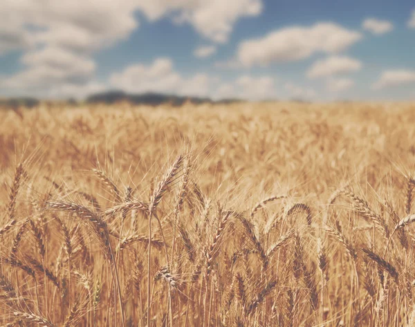 Campo de trigo dourado, natureza rural, colheita e fundo agrícola — Fotografia de Stock