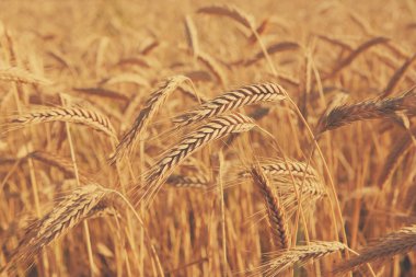 Altın buğday alan, hasat ve tarım