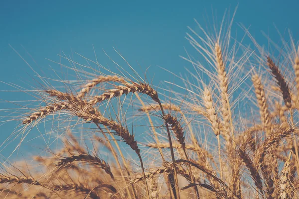 Pole pszenicy złotej, zbiorów i rolnictwa — Zdjęcie stockowe