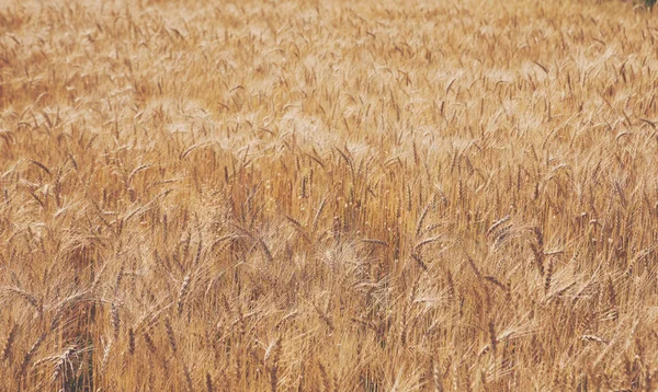 Campo de trigo dourado, colheita e agricultura — Fotografia de Stock