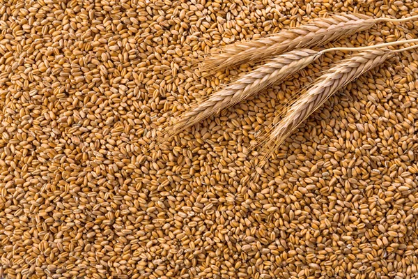 Bearbetat ekologiskt vete korn bakgrund — Stockfoto