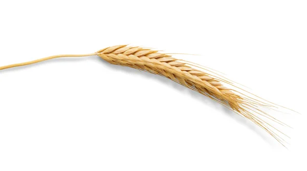 Стиглі вуха пшениці ізольовані на білому тлі — стокове фото