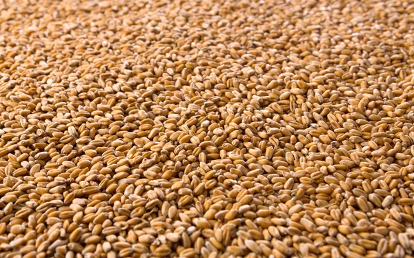 Processed organic wheat grains texture background