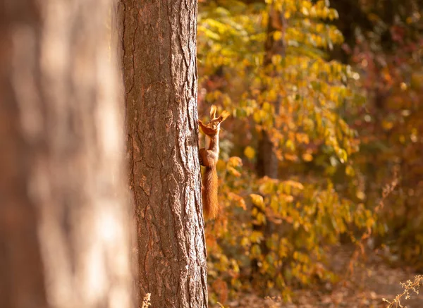 Amuzant mic veveriță alpinism copac în parc de toamnă, spațiu pentru text. Animale sălbatice adorabile în habitatul său natural — Fotografie, imagine de stoc