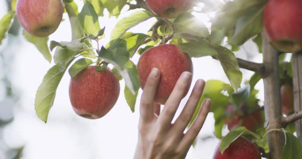 Cosecha de manzanas. Mano del agricultor recogiendo fruta madura de manzana roja del árbol, jugosas ramas de la cosecha ob — Vídeos de Stock