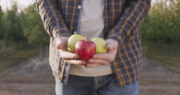 Giardiniere maschio portando manciata di mele mature fresche dal proprio giardino, venendo a macchina fotografica, da vicino — Video Stock