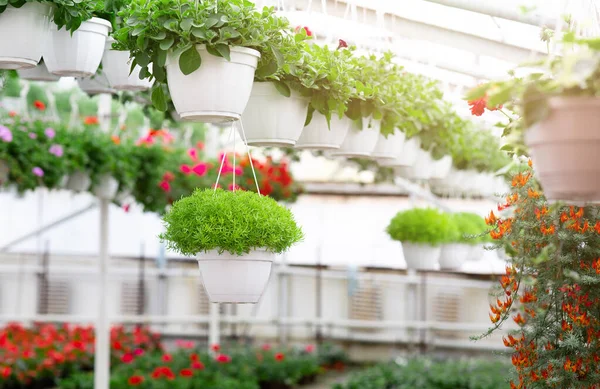 Interno di serra di fiore moderna, serra con varietà di piante e fioritura diversa in vasi bianchi — Foto Stock