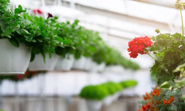 花卉生产和种植，在温室中种植花卉 — 图库照片