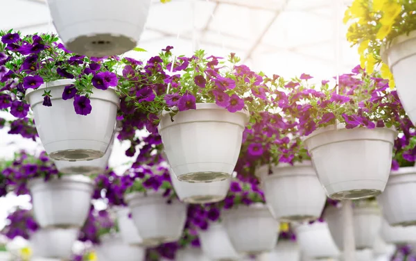 Serra e attività vegetale, fiori in vasi da fiori, serra industriale e vivaio di fiori — Foto Stock