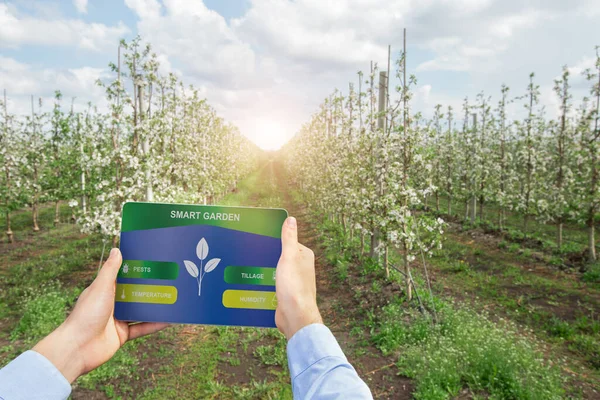 Giardino intelligente e agricoltura contemporanea. Agricoltore maschio che utilizza computer tablet con app di controllo del raccolto sullo schermo — Foto Stock