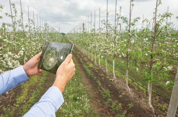 Concetto di giardinaggio intelligente. Agrotecnico che utilizza l'app touch pad IOT per eseguire il controllo dei parassiti sugli alberi da frutto, all'aperto — Foto Stock