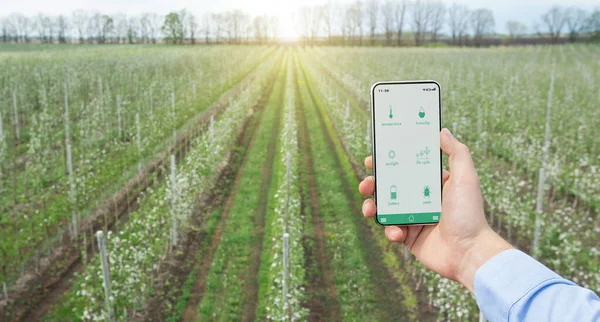 Dijital tarım. Agronomist açık havada cep telefonu kullanıyor, tarım uygulaması ile ekin büyüme koşullarını analiz ediyor — Stok fotoğraf